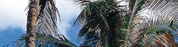 www.traveljungle.co.uk